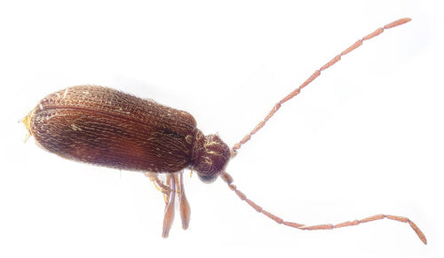 Buckelkäfer (Kräuterdieb) — Bild 5 von 50