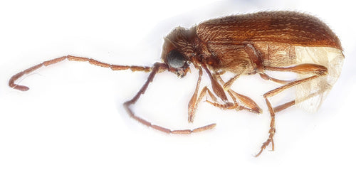 Buckelkäfer (Kräuterdieb) — Bild 5
