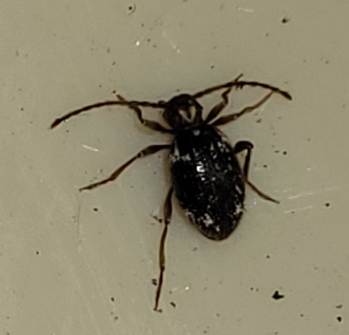 Buckelkäfer (Kräuterdieb) — Bild 3