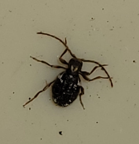Buckelkäfer (Kräuterdieb) — Bild 3