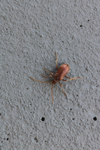 Buckelkäfer (Kräuterdieb) — Bild 2
