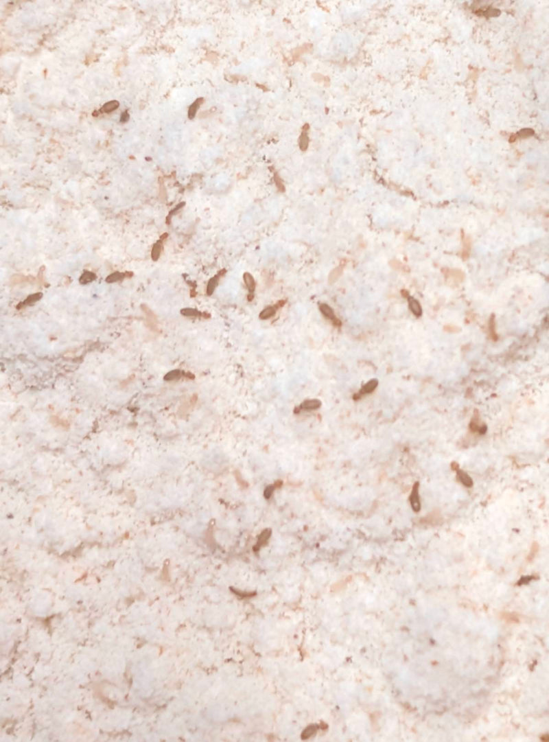 Staublaus — Bild 2