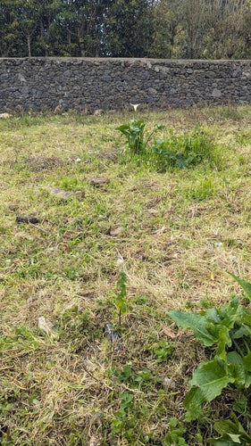 Calla — Bild 5