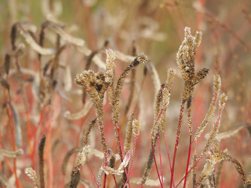 Celosia — Bild 2