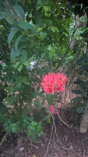 Chinesischer Roseneibisch — Bild 4