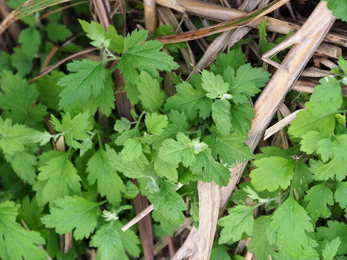Chrysanthemen — Bild 2