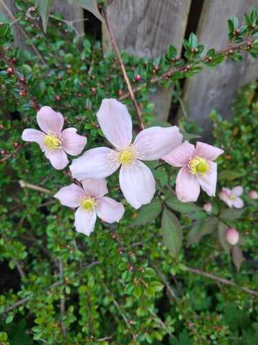 Clematis — Bild 3 von 52