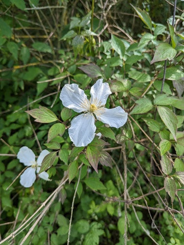 Clematis — Bild 5 von 52
