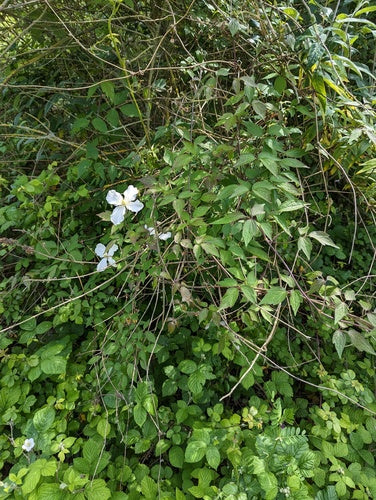 Clematis — Bild 4 von 52
