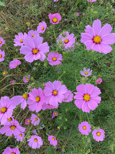 Cosmea — Bild 2