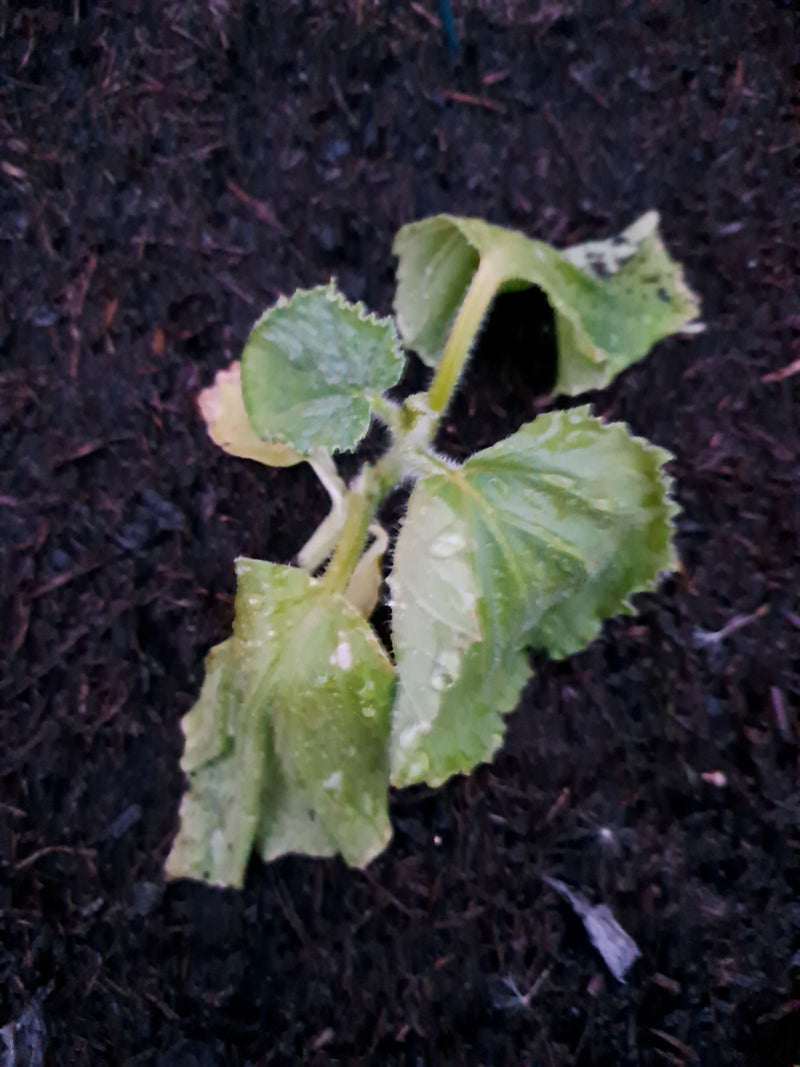 Gurken — Bild 5