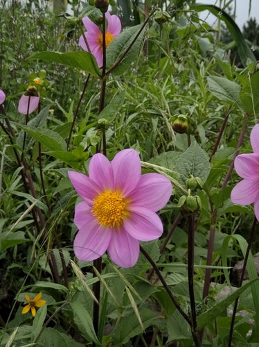 Dahlien — Bild 2
