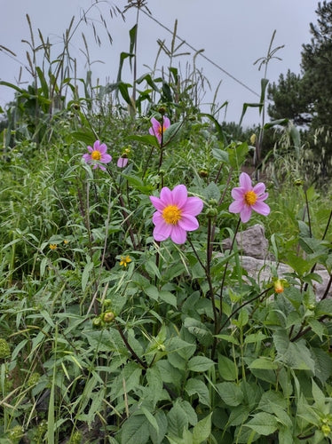 Dahlien — Bild 1