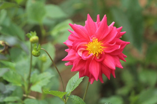 Dahlien — Bild 4