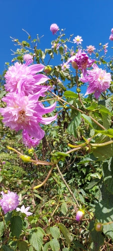 Dahlien — Bild 5
