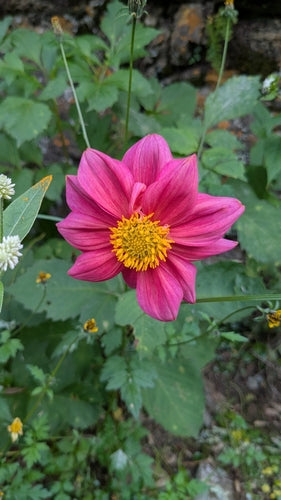 Dahlien — Bild 3
