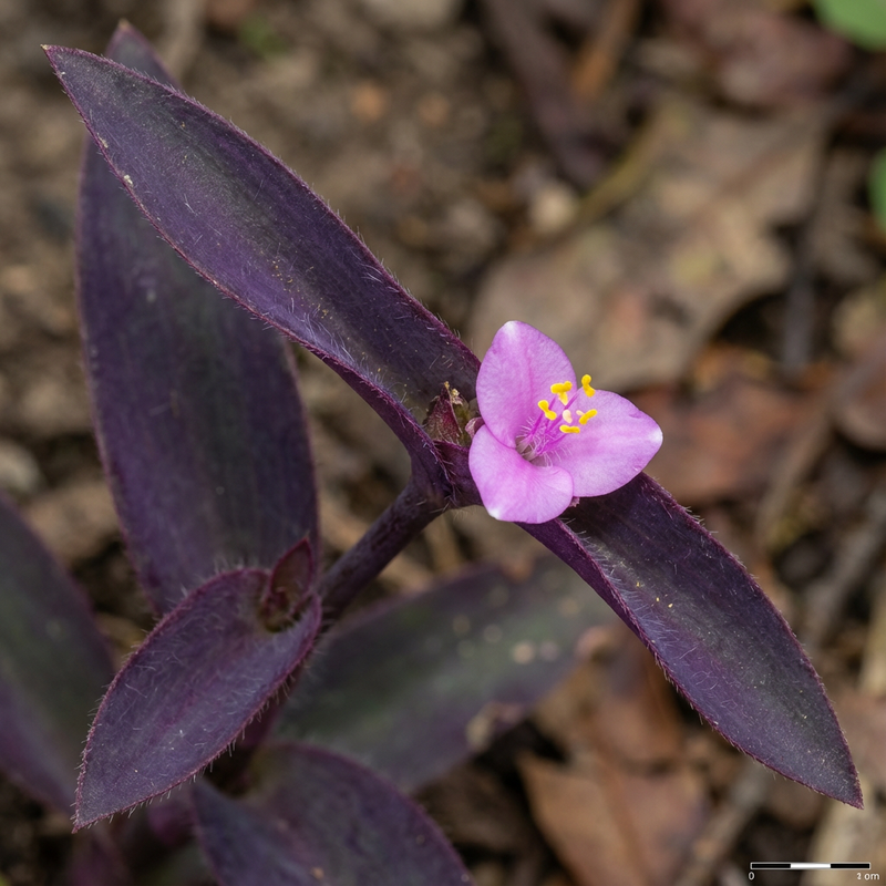 Dreimasterblume
