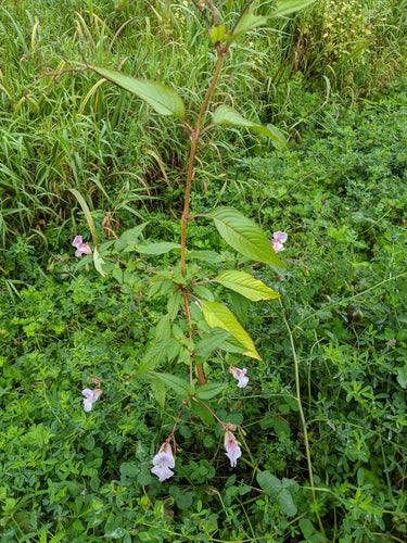Drüsiges Springkraut — Bild 4