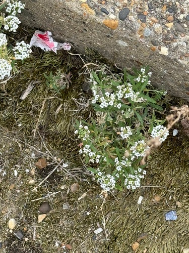 Duftsteinrich — Bild 5