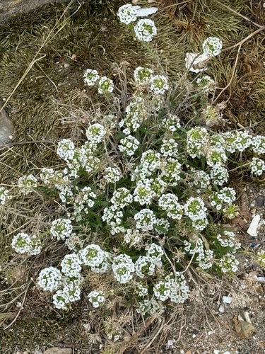 Duftsteinrich — Bild 4