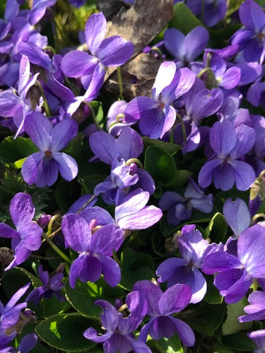 Duftveilchen — Bild 4
