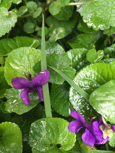 Duftveilchen — Bild 5