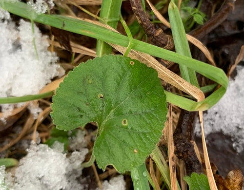 Duftveilchen — Bild 3