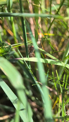 Rotrückiger Weichkäfer