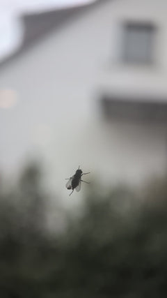 Gemeine Stubenfliege