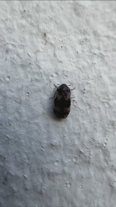 Speckkäfer - Dortmund, Nordrhein-Westfalen, Deutschland