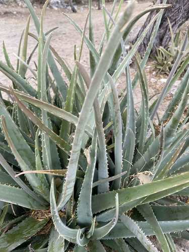 Echte Aloe — Bild 4