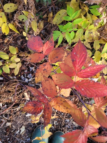 Echte Brombeere — Bild 5