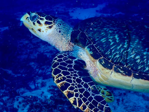 Echte Karettschildkröte — Bild 3