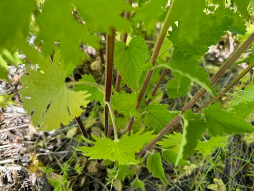 Echtes Herzgespann — Bild 4