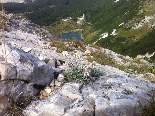 Edelweiss — Bild 4
