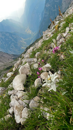 Edelweiss — Bild 3