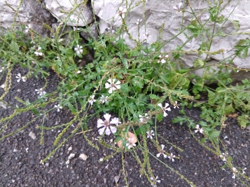 Eisenkraut — Bild 4