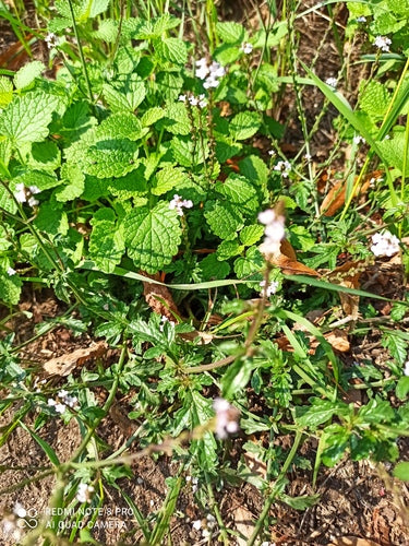 Eisenkraut — Bild 3
