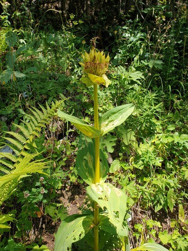 Enzian — Bild 3