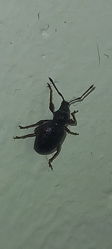 Erdbeerwurzelrüsselkäfer — Bild 4
