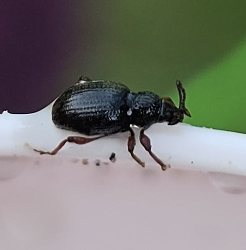 Erdbeerwurzelrüsselkäfer — Bild 5