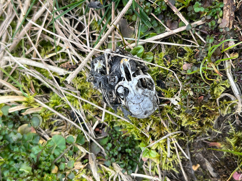 Erdmaus — Bild 2