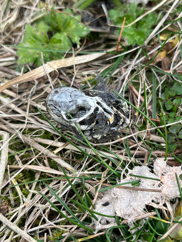 Erdmaus — Bild 3