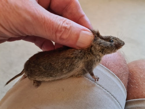 Erdmaus — Bild 4