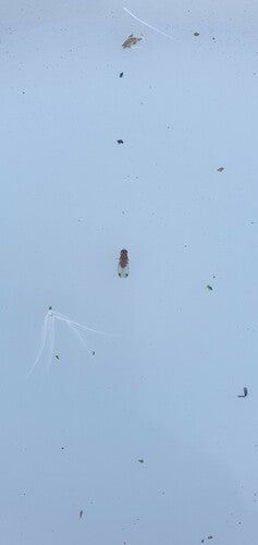 Essig- oder Taufliege — Bild 5