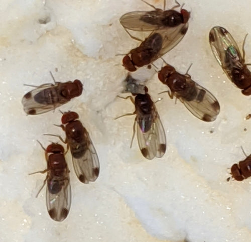Essig- oder Taufliege — Bild 4