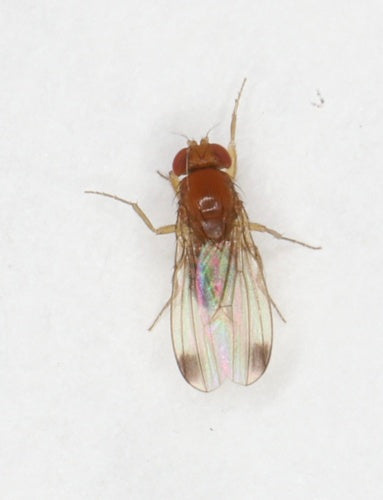 Essig- oder Taufliege — Bild 2