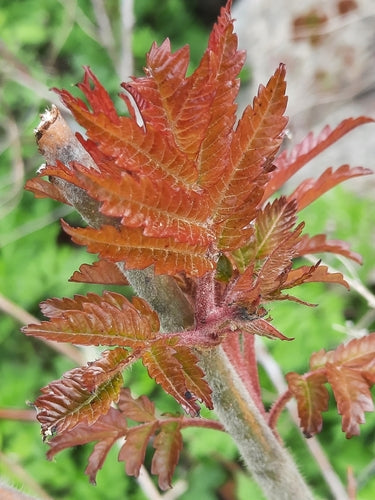 Essigbaum — Bild 2