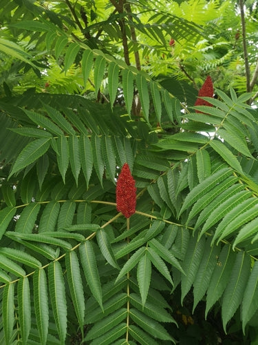 Essigbaum — Bild 3