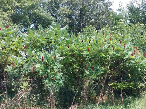 Essigbaum — Bild 5